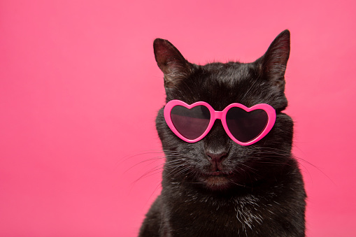 A portrait of a black cat in heart shaped sunglasses.