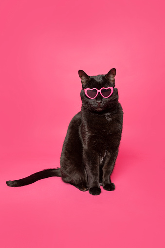 A black cat in heart shaped sunglasses on a pink background.