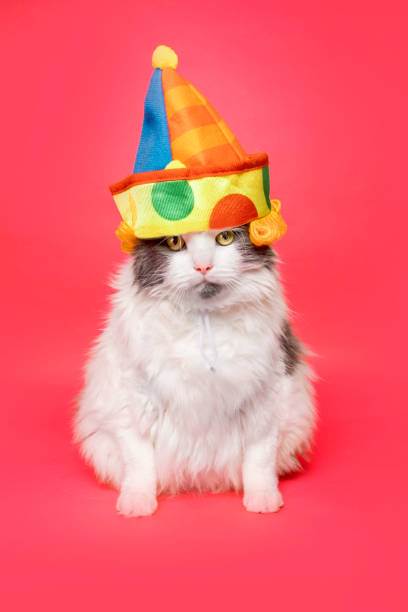 istock Funny Cat In Clown Hat on Red 1453117818
