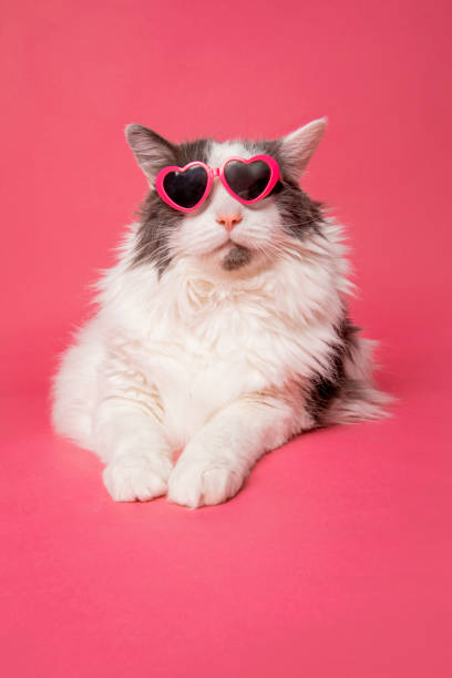 istock Cool Kitty in Heart Sunglasses on Pink 1453117848