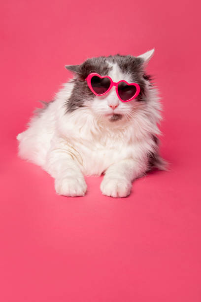 istock Funny Disheveled Cat in Heart Glasses 1453117864