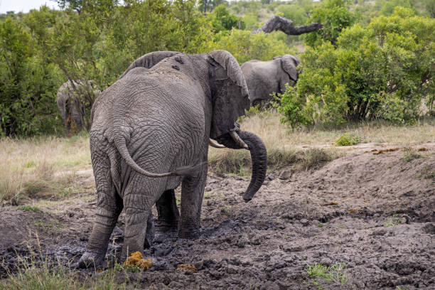 Herd of African elephants leaving a mud hole in Kruger National Park in South Africa