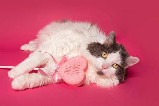 A cat on a pink background holding and biting a 