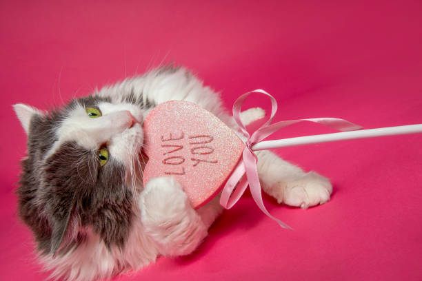 A cat on a pink background holding and biting a \