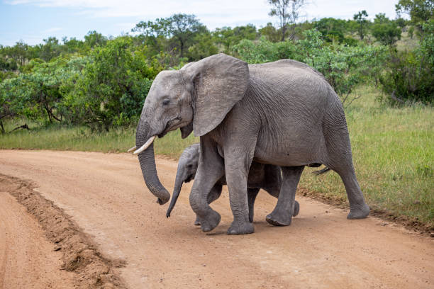 istock Elephant mother and child crossing a dirt road 1453118038