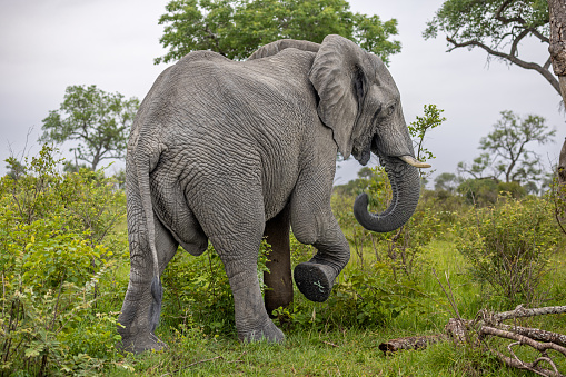 Solitary male African elephant in the open bush landscape in Kruger National Park in South Africa