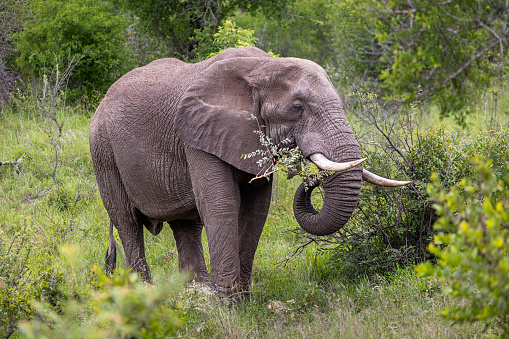 Bull elephant, loxodonta africana, in the grasslands of Amboseli National Park, Kenya. Front view.
