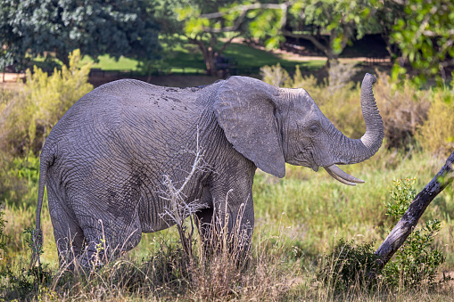 Side view of a large African elephant bull in the bush area of the Kruger National Park in South Africa