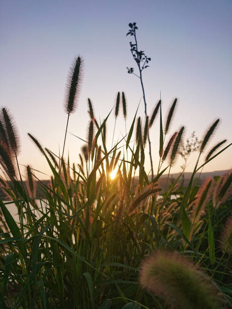 Sunset, Nature, Flower, Sunlight, Summer