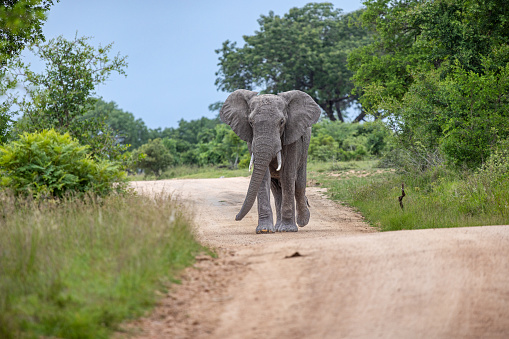 Large male African elephant walking down a dirt road in Kruger National Park in South Africa