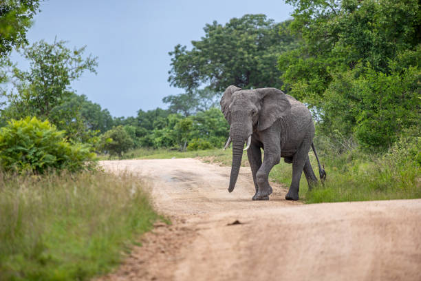 männlicher elefant geht eine unbefestigte straße entlang - bulle männliches tier stock-fotos und bilder