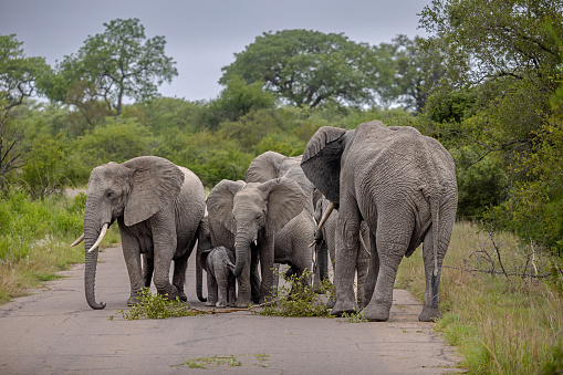 Herd of African elephants moving in a close group on a roads to protect a newborn in Kruger National Park