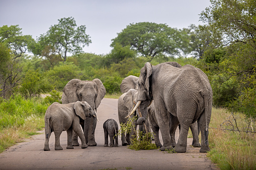 Group of elephants and a ugandan kob seen at the Queen Elizabeth National Park in Uganda, Africa