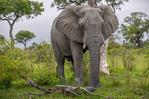 Large male African elephant confronting the photographer in the Kruger National Park in South Africa