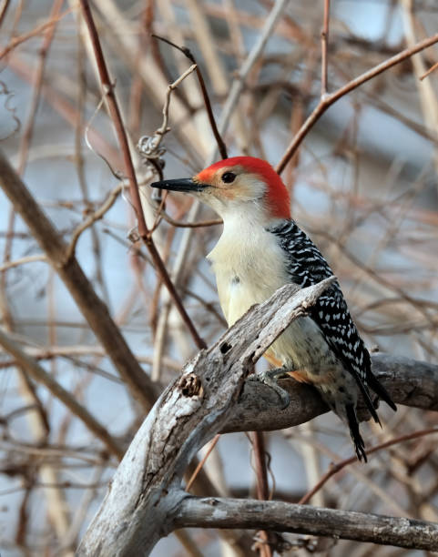 istock Red-bellied Woodpecker 1453119810