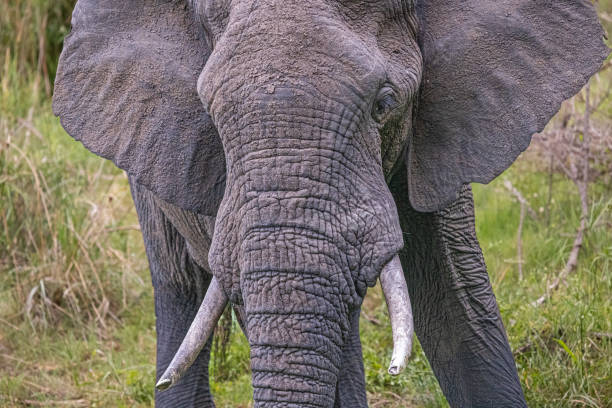 Front view of a African male elephant in the Kruger National Park in South Africa