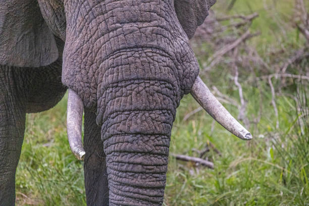 Close-up of  African elephant (Loxodonta africanus) curled trunk and long tusks. Western Cape, South Africa.
