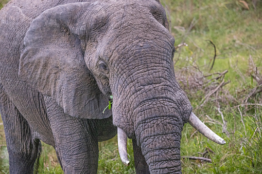 Front view of a African male elephant in the Kruger National Park in South Africa