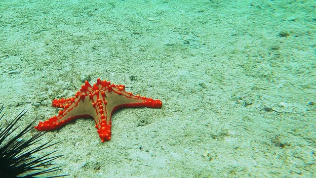 View of a beautiful Starfish on the ground of ocean in Zanzibar, Tanzania