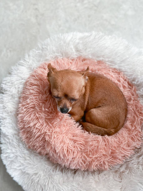 istock Love chihuahua 1453122751