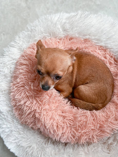 istock Love chihuahua 1453122792