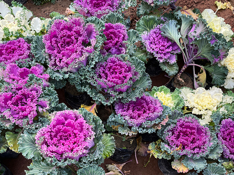 Stock photo showing an elevated view of turned soil plant border with white and purple, ornamental cabbages (Brassica) in plastic wrap.