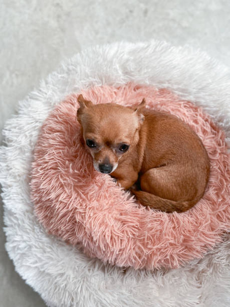 istock Love chihuahua 1453122848