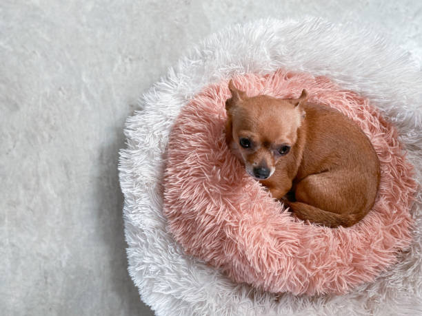 istock Love chihuahua 1453122873