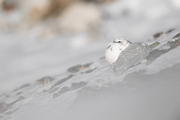 A lone gull rests on a rocky perch, its single visible eye reflecting the somber mood of the rainy day.