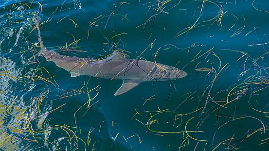 A Nurse shark (Ginglymostoma cirratum) caught on a fishing line off the Florida Keys, USA.