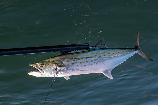 A Spanish Mackerel (Scomberomorus maculatus) fish foul hooked and lifted by a gaff,  off the Florida Keys, USA.