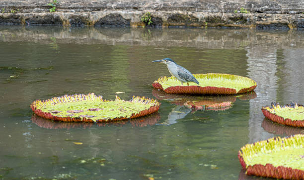 istock Victoria amazonica lotus flower plant 1453127217