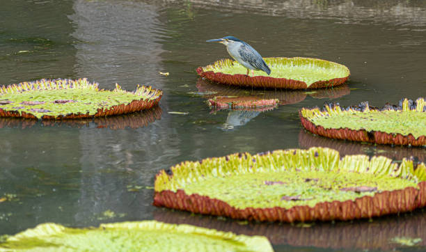 istock Victoria amazonica lotus flower plant 1453127219