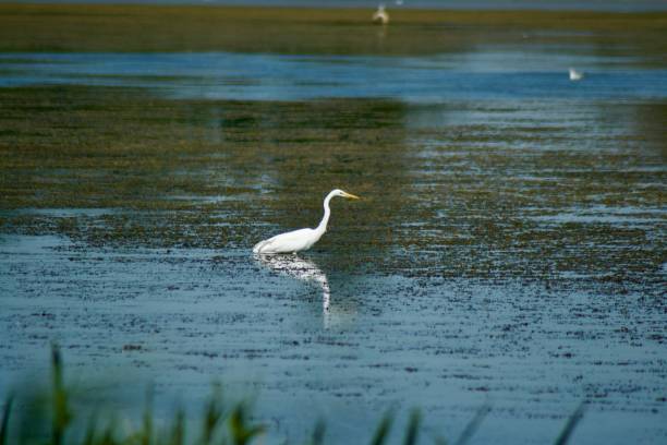 istock Beautiful Eastern great egret half submerged into a calm blue sea with its reflection below 1453127986
