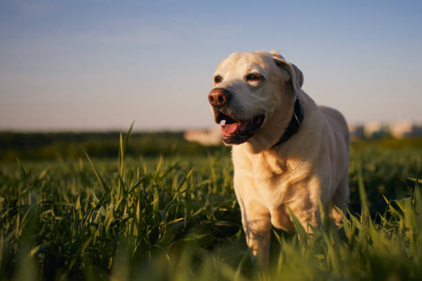 istock Happy dog in spring nature 1453129234