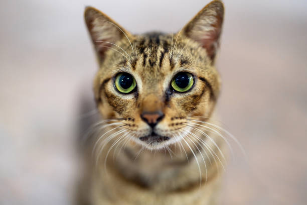 istock Portrait of a curiosity tabby cat 1453132246
