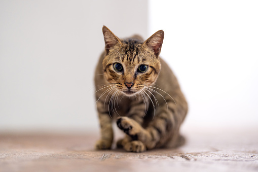 Portrait of a curiosity tabby cat