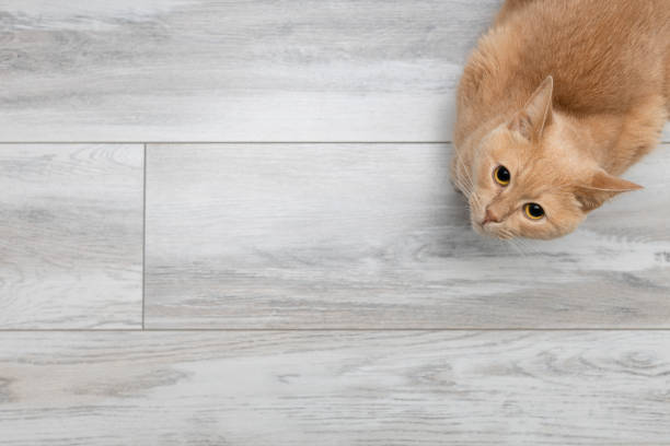 istock background with domestic cat sitting on the floor. 1453132770