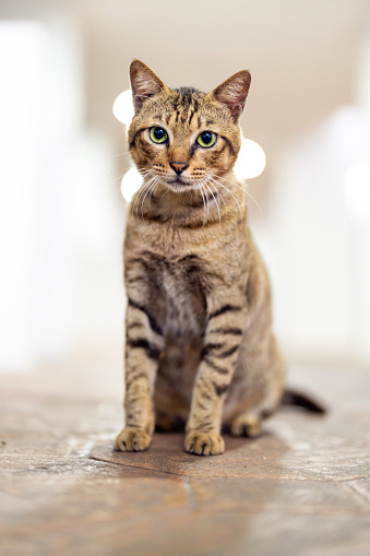 Portrait of a curiosity tabby cat