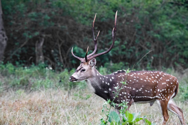 istock spotted deer or chital or axis deer standing in a forest and looking at camera 1453132858