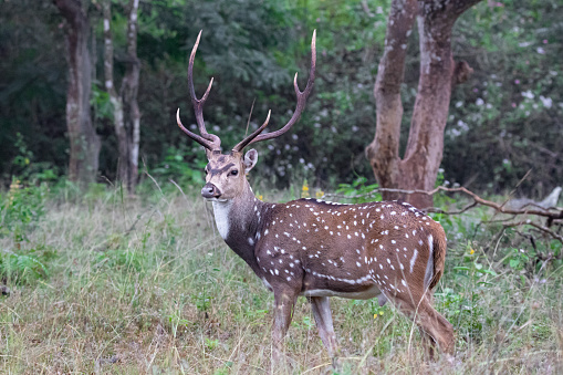 spotted deer or chital or axis deer standing in a forest