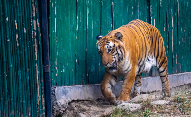Delhi Zoo Stock Photos, Pictures & Royalty-Free Images - iStock