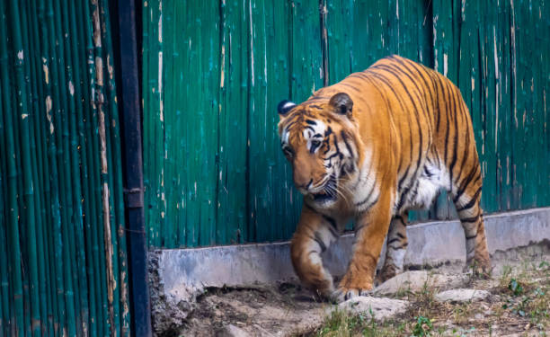 Delhi Zoo Stock Photos, Pictures & Royalty-Free Images - iStock Delhi Zoo Stock Photos, Pictures & Royalty-Free Images - iStock