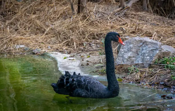 Photo of Black Swan