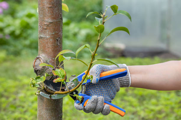istock gardener cuts a branch on an apple tree with scissors 1453133927