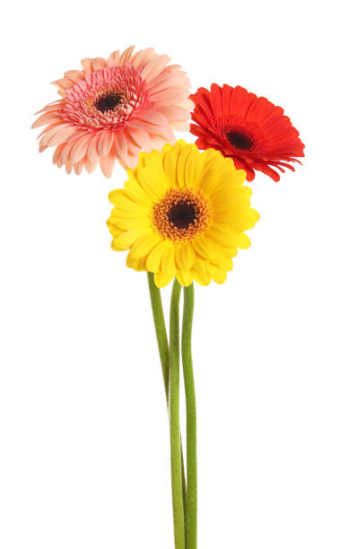 istock Beautiful colorful gerbera flowers on white background 1453135421