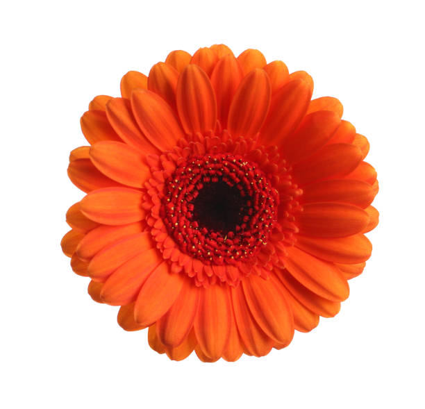 istock Beautiful orange gerbera flower isolated on white 1453135564