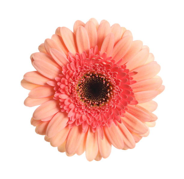 istock Beautiful pink gerbera flower isolated on white 1453135577