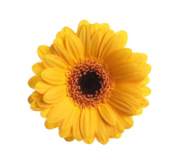 istock Beautiful yellow gerbera flower isolated on white 1453135723
