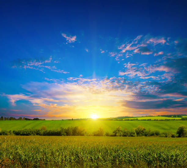 istock Green corn field and bright sunrise. 1453135841